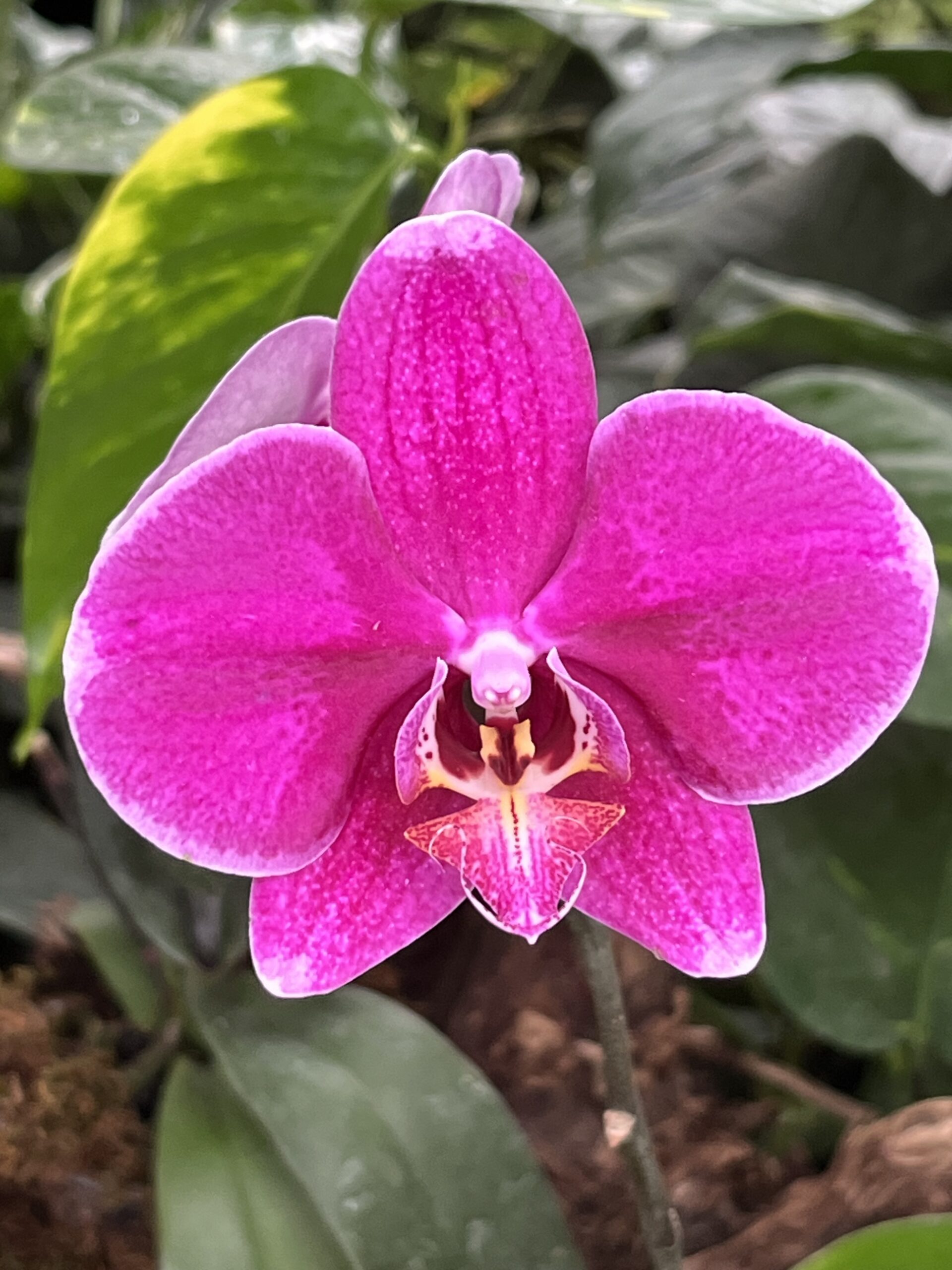 Wie „Orchideen-Kinder“ Übergänge meistern